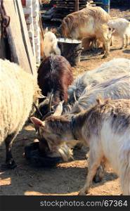 sheep and goats eat in the courtyard. sheep and goats eat in the courtyard from the bucket