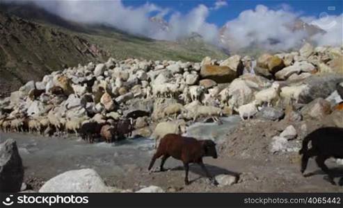 Sheep and goats. Mountain goats, Spiti Valley, Himachal Pradesh, India