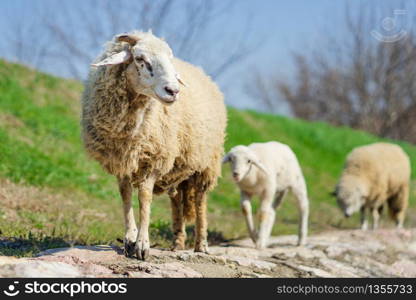 Sheep and lamb walking on the paved way by the green grass side in nature in sunny day front view selective focus