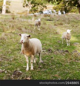 Sheep and lambs in a paddock in Australia