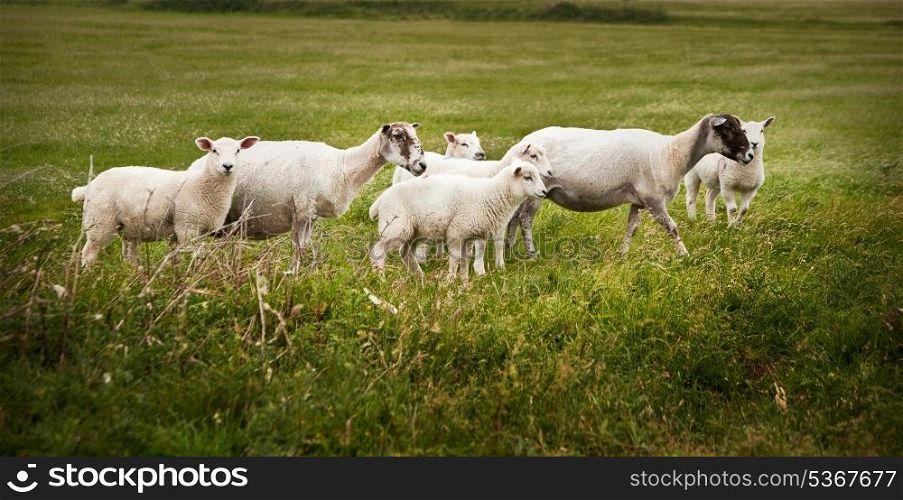 Sheep and lambs on stormy Spring day in landscape