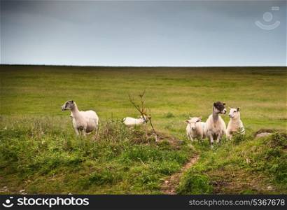 Sheep and lambs on stormy Spring day in landscape