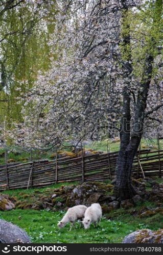 Sheep at a blossom tree in an old rural landscape.