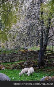Sheep at a blossom tree in an old rural landscape.