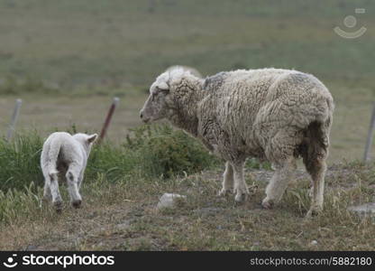 Sheep at farm, Torres del Paine National Park, Patagonia, Chile
