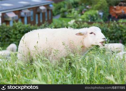 Sheep eating from the long grass, Holland