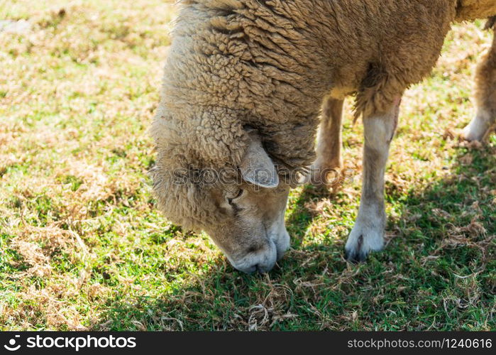 Sheep eating grass on field in sunny day.