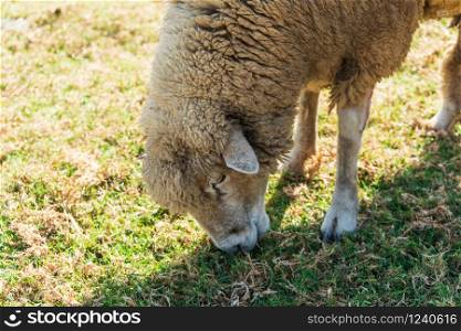 Sheep eating grass on field in sunny day.