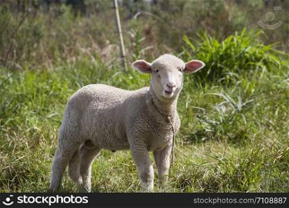 sheep farm in pampas argentina, province of santa fe. sheep farm