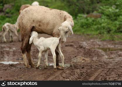 Sheep feeding milk to her lamb