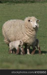 Sheep feeding twin lambs