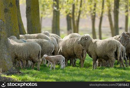 Sheep Goats Graze Green Grass Spring