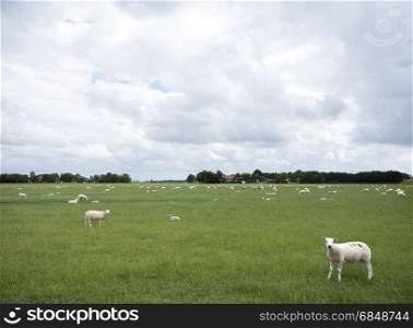 sheep graze in green grassy meadow near Emmeloord in dutch noordoostpolder which is former sea turned into land