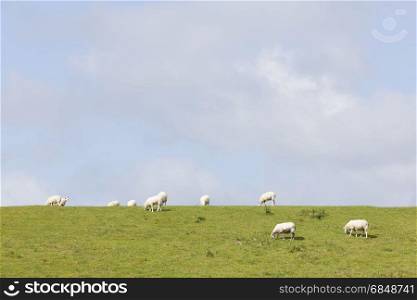 sheep graze on grassy dike near leeuwarden in the netherlands on sunny day in Friesland