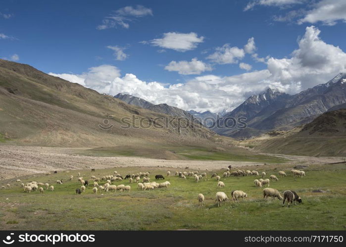 Sheep grazing, Chandrataal, Spiti, Himachal Pradesh, India