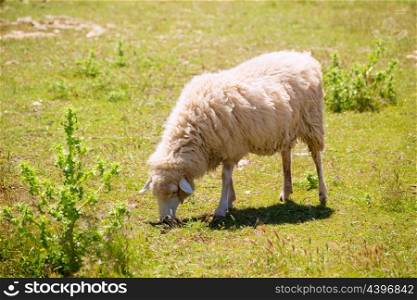 Sheep grazing grass in Menorca Balearic islands