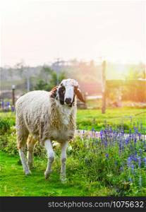 Sheep grazing grass on green field in the sheep farm with beautiful flowre garden and agriculture on summer day