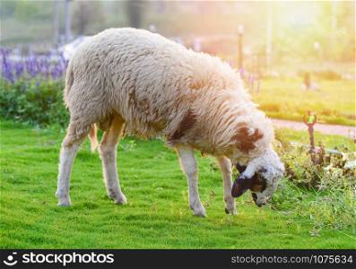 Sheep grazing grass on green field in the sheep farm with beautiful flowre garden and agriculture on summer day