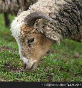 Sheep grazing in a field, Sacred Valley, Cusco Region, Peru