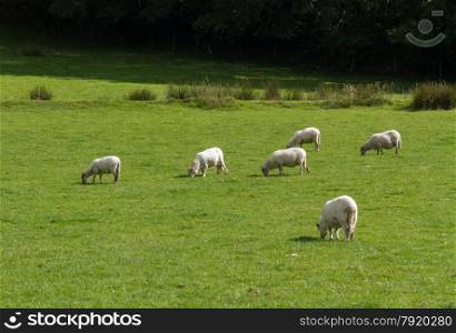 Sheep grazing in a green United Kingdom field, shadows.