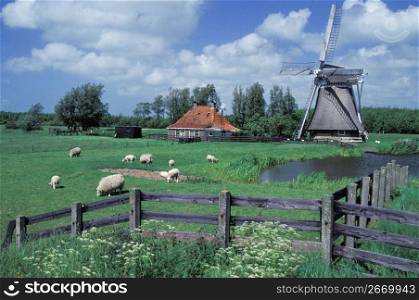 Sheep grazing in field along canal with farmhouse and old-fashioned wooden windmill in background