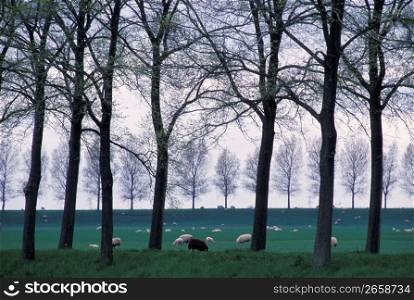 Sheep grazing in field, Oudendijk, N. Holland,