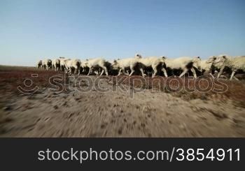 Sheep grazing in fresh pastures
