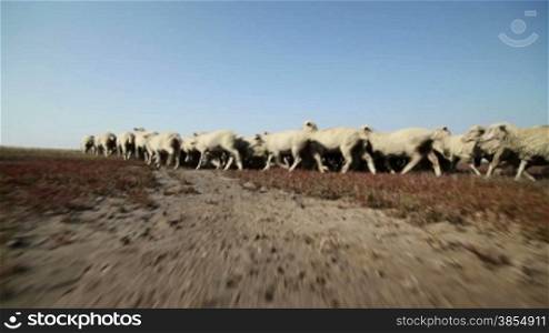 Sheep grazing in fresh pastures