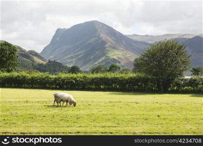 Sheep grazing in meadow under Fleetwith Pike by Buttermere in English Lake District
