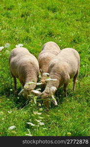 Sheep Grazing in the Alpine Meadows of Bavaria