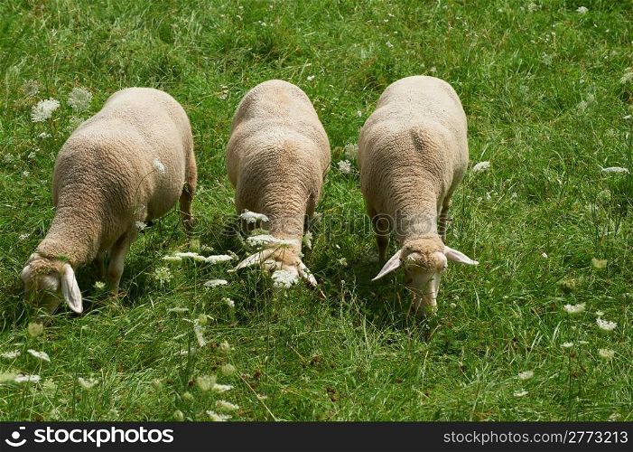 Sheep Grazing in the Alpine Meadows of Bavaria