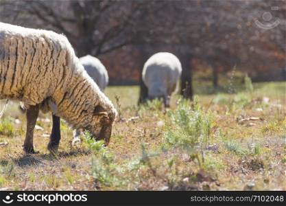sheep grazing in the Cordoba mountains in Argentina