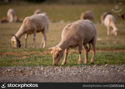 Sheep grazing in the field. flock of sheep