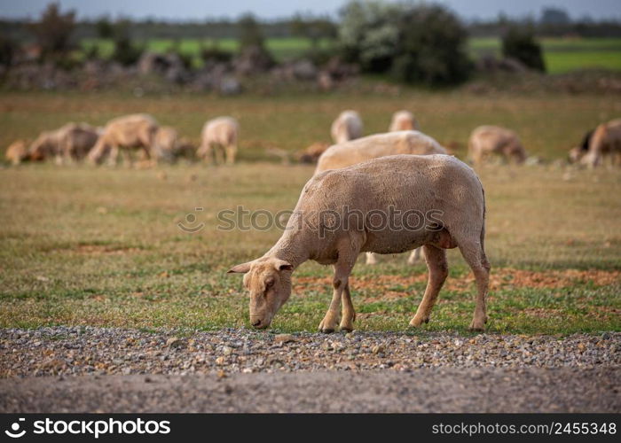 Sheep grazing in the field. flock of sheep