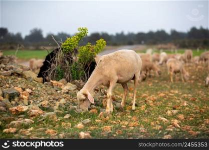 Sheep grazing in the field. flock of sheep