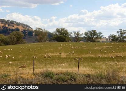 Sheep, grazing on a farm in Southern New South Wales, Australia