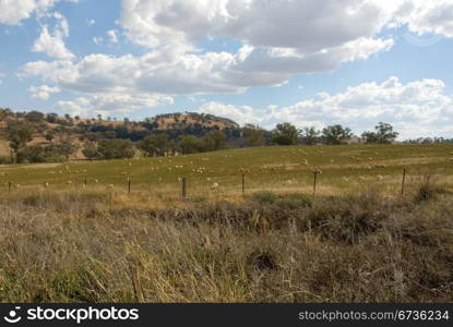 Sheep, grazing on a farm in Southern New South Wales, Australia
