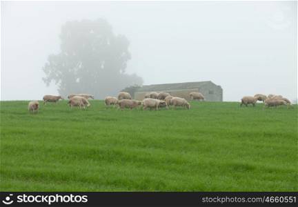 Sheep grazing on a green meadow during a foggy winter morning