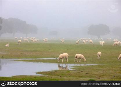 Sheep grazing on a green meadow during a foggy winter morning