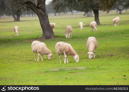 Sheep grazing on a green meadow in de center of Spain