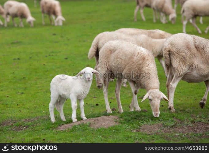 Sheep grazing on a green meadow in de center of Spain