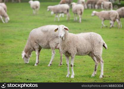 Sheep grazing on a green meadow in de center of Spain
