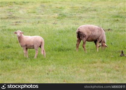 Sheep grazing on a green meadow in de center of Spain