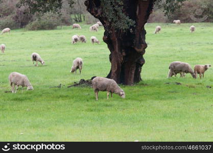 Sheep grazing on a green meadow in de center of Spain