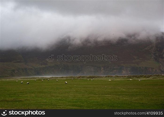 Sheep grazing on Achill Island, County Mayo, Ireland
