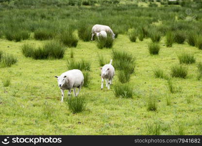 sheep grazing on field with green grass