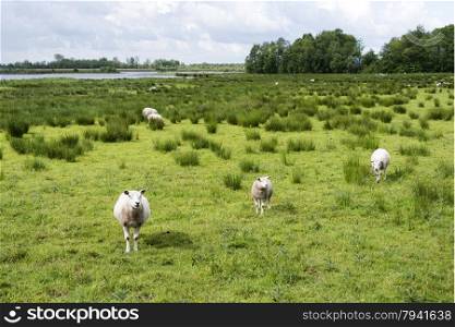 sheep grazing on field with green grass with pond and forest as background