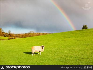 sheep grazing on green meadow in spring and rainbow after rain - easter background