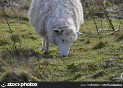 Sheep grazing on long grass in Winter field