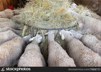 sheep have dinner